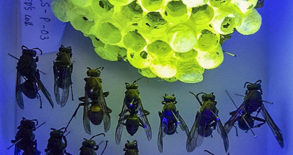 Wasp Nests Emit a Fluorescent Glow Under Ultraviolet Light