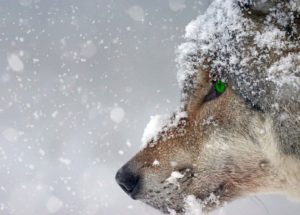 Can Humans Protect Themselves Against Animal Viruses By Vaccinating The Wildlife?