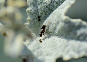 The Best 5 Ant Farms On The Market