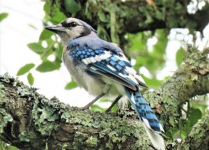 Mysterious Disease Blinding Birds Disappears Suddenly