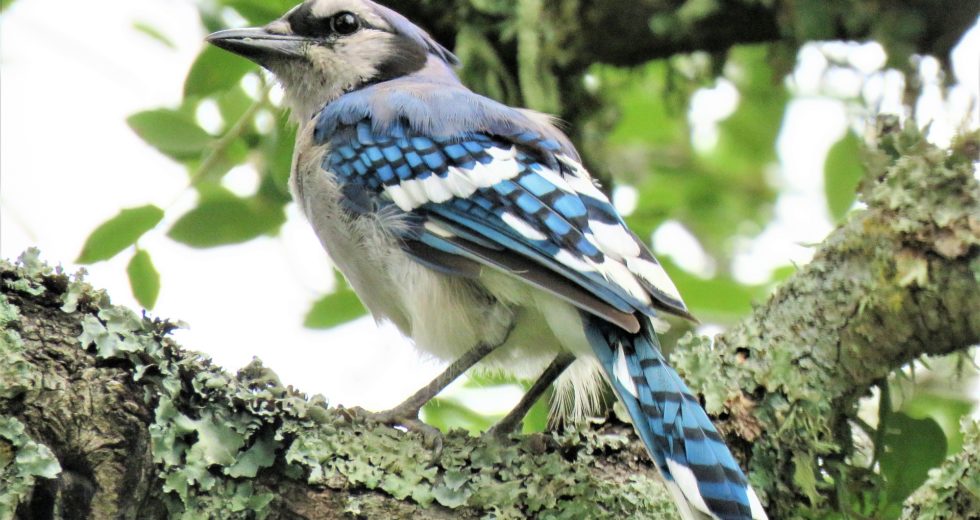 Mysterious Disease Blinding Birds Disappears Suddenly