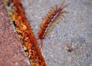 Huge Centipedes Eat Birds and Are Outstandingly Important in Nature