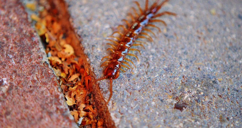 Huge Centipedes Eat Birds and Are Outstandingly Important in Nature