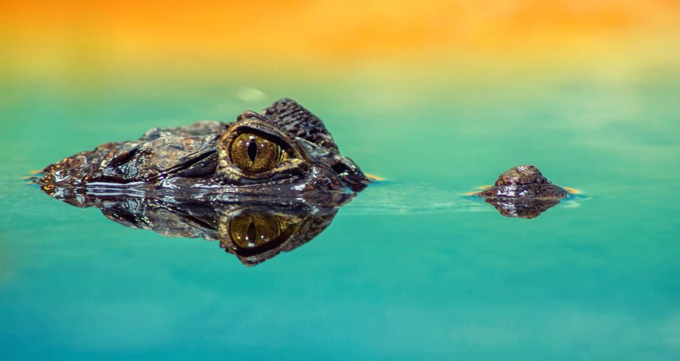 Forty Crocodiles Kill Their Farm Boss – Watch Video