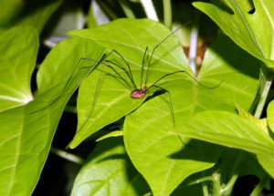 Scientists Genetically Modify Daddy Longlegs Spider