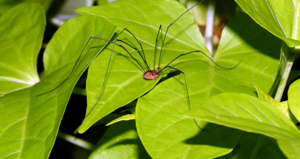 Scientists Genetically Modify Daddy Longlegs Spider