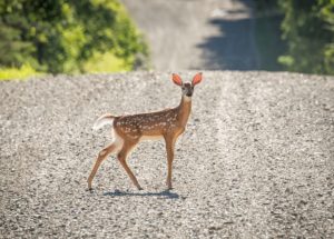 Deer in Ohio Tests Positive for Covid-19 Adding to the List of Infected Animals!