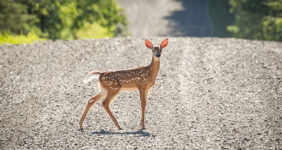 Deer in Ohio Tests Positive for Covid-19 Adding to the List of Infected Animals!
