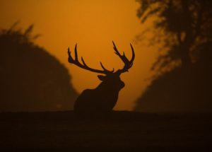 Wildlife is Threatened by Shrinking Habitat and Won’t Survive in the Long Term