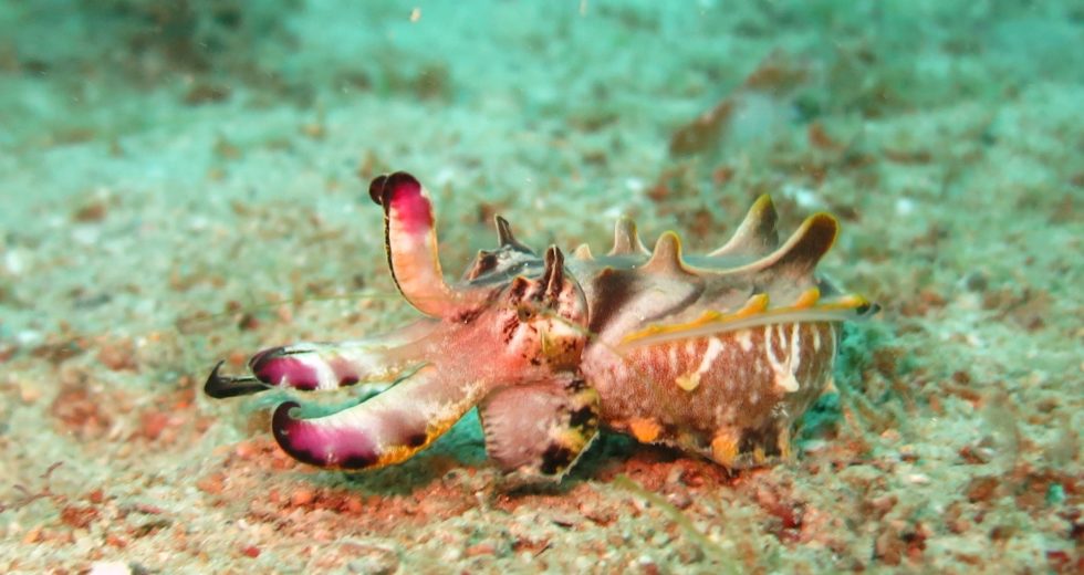 These Marine Creatures Can Form Complex Memories Just as Humans Do