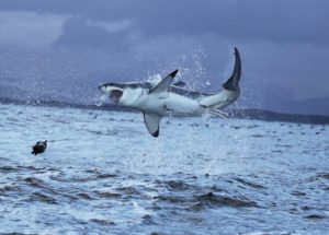 Great White Sharks Devour Humpback Whale Carcass – Watch Video