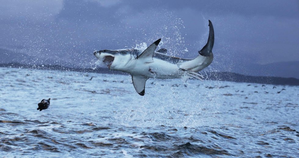 Great White Sharks Devour Humpback Whale Carcass – Watch Video