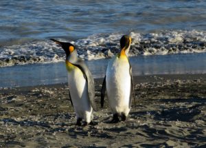 Fossil Reveals the Largest Penguin Ever Found