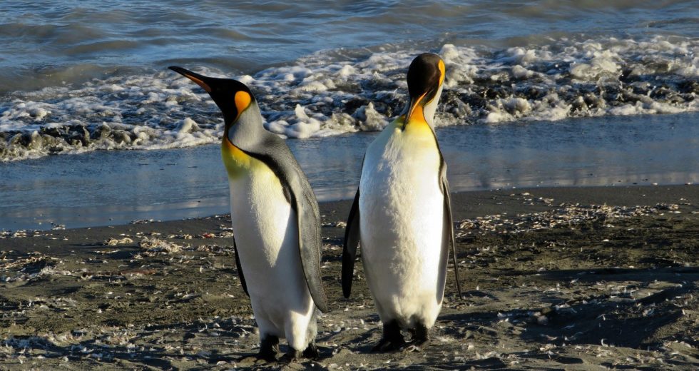 Fossil Reveals the Largest Penguin Ever Found