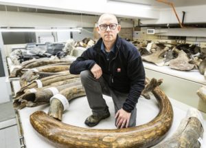 Wooly Mamoth Traveled Twice The Length Of The Earth