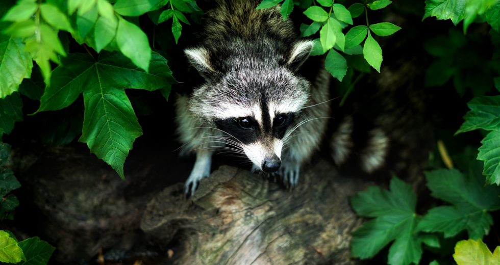 Wildlife Rabies Vaccines are Awaited in Northern Maine