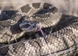 Rattlesnakes Have an Unexpected Method to Convince Humans That Danger is Closer Than They Believe