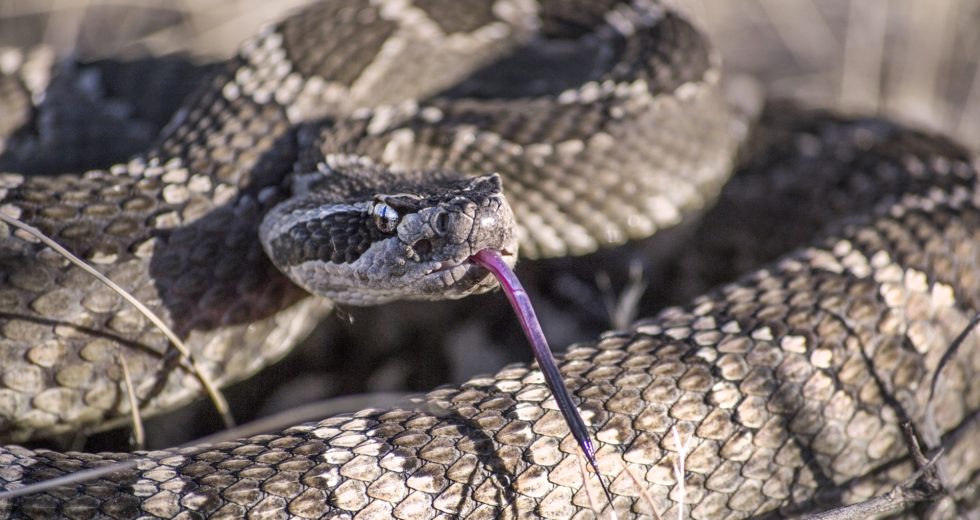 Rattlesnakes Have an Unexpected Method to Convince Humans That Danger is Closer Than They Believe