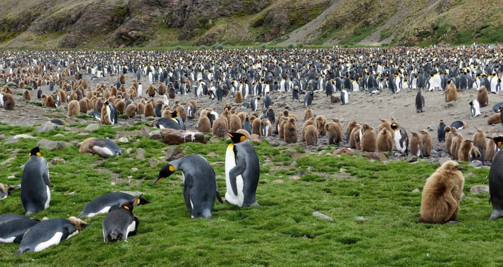 South Sandwich Islands Undergo Magnitude 7.2 Earthquake