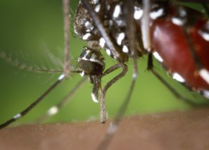 West Nile Virus Detected in Mosquitoes in The U.S 