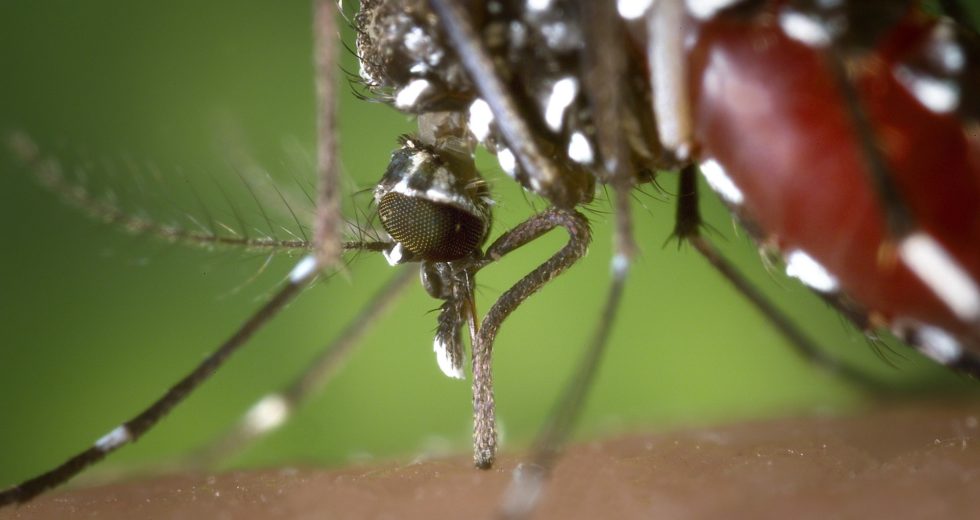 West Nile Virus Detected in Mosquitoes in The U.S 