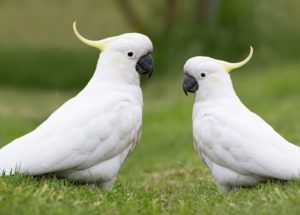 The Cockatoos’ Special Ability Of Improvising “Cutlery” In The Wild
