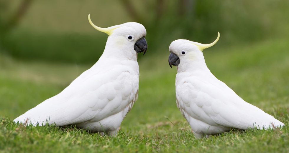 The Cockatoos’ Special Ability Of Improvising “Cutlery” In The Wild