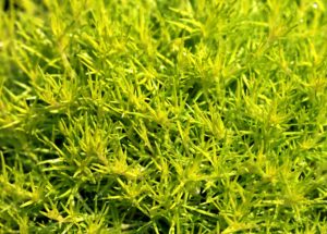 Ragweed Season Allergy Symptoms – Extremely Similar To Covid-19