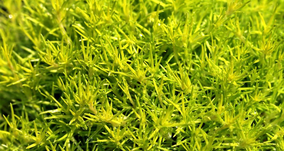 Ragweed Season Allergy Symptoms – Extremely Similar To Covid-19