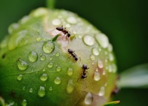 Scientists Explain Why Ants Have Super Strong Teeth