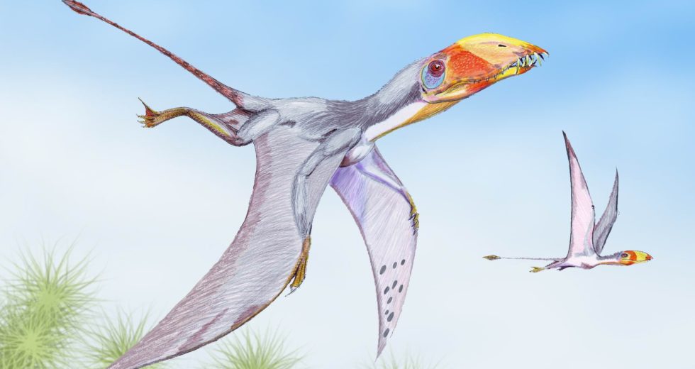 The Bones of the Flying Lizard of the Jurassic Era Unearthed in Chile