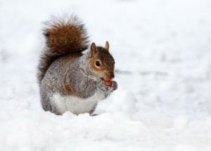 Behold the Four Personalities of Ground Squirrels