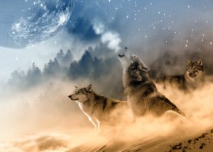 Gray Wolf Could Become an Endangered Species Again Because of Trump’s Decision
