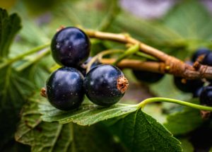 Blackcurrants May Improve Recovery From Exercise