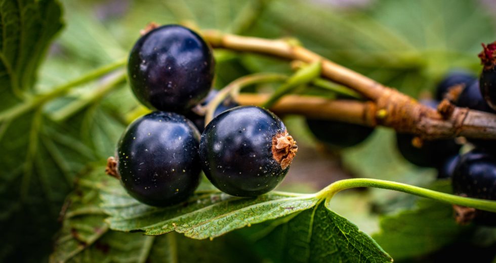 Blackcurrants May Improve Recovery From Exercise