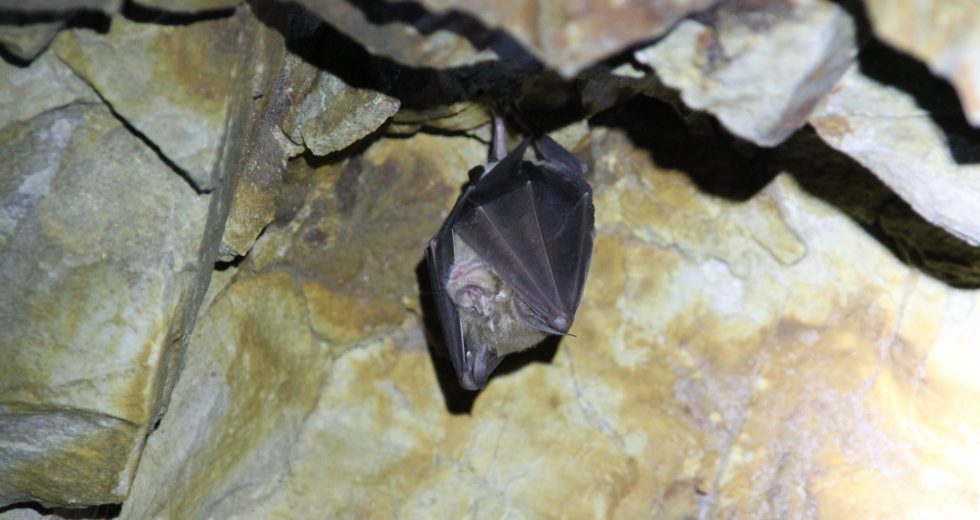 Where did COVID-19 Really Originate From? – New Study May Finally Have Some Answers!