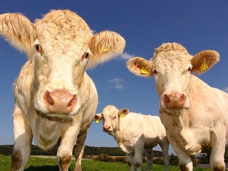 Montana Confirms First Case of Bovine Tuberculosis in 50 Years
