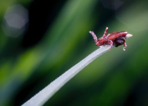 Yezo Virus: Japan Discovers New Virus That Spreads Through Tick Bites