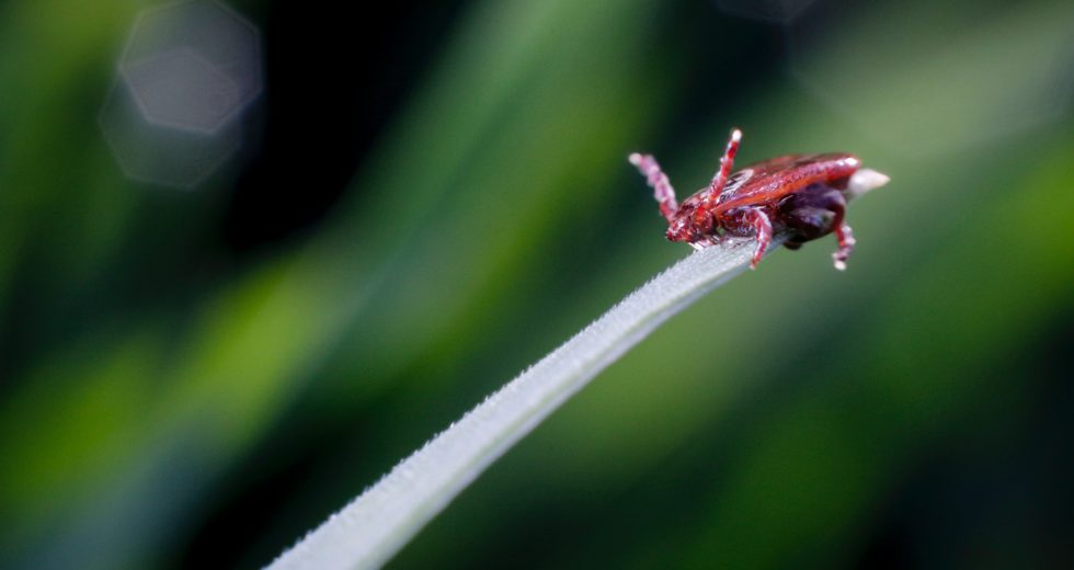 Yezo Virus: Japan Discovers New Virus That Spreads Through Tick Bites