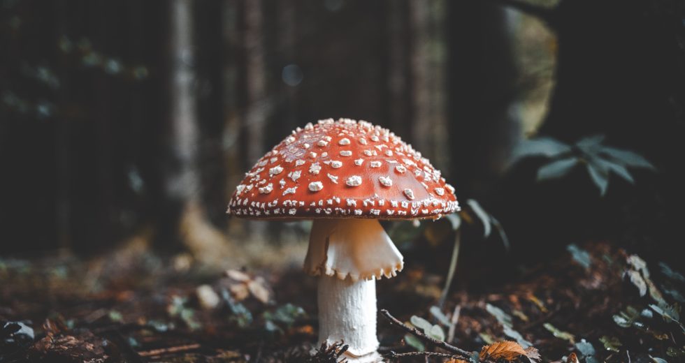 Can Eating Mushrooms Help With Depression? Science Answers
