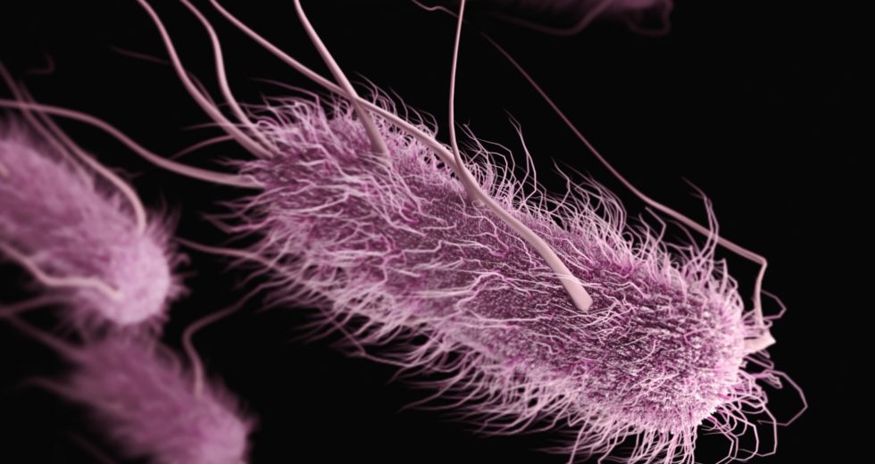 Kentucky Reports Escherichia Coli Outbreak