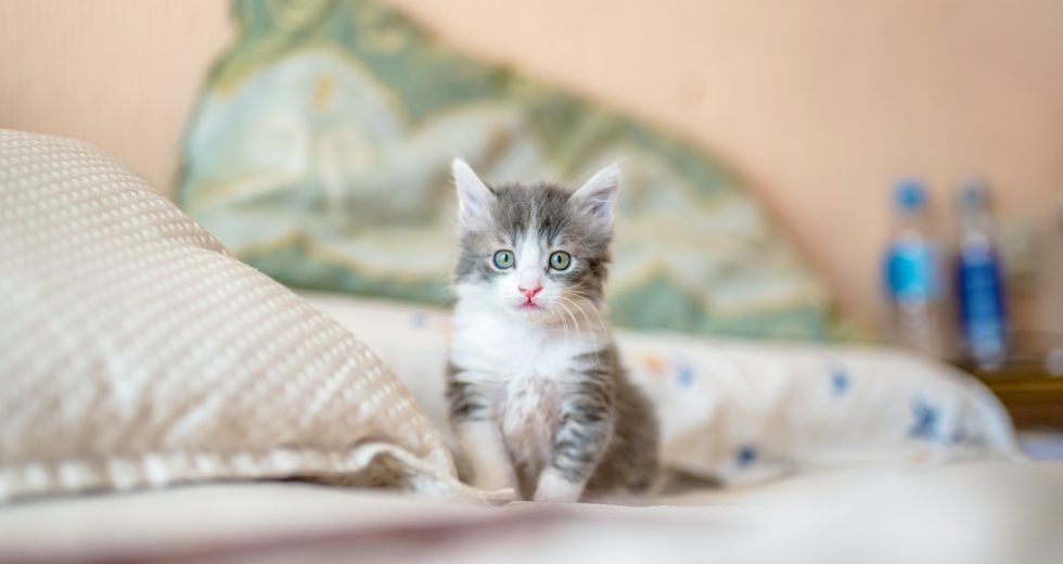 Michigan Cat Was Infected With COVID-19