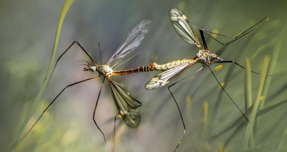 Mosquitoes In Connecticut Found To Carry Rare And Deadly Virus