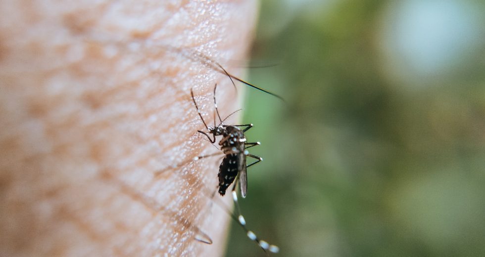 Malaria Vaccine Approved For The First Time By WHO