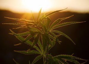 Marijuana And Covid: The Dangerous Connection
