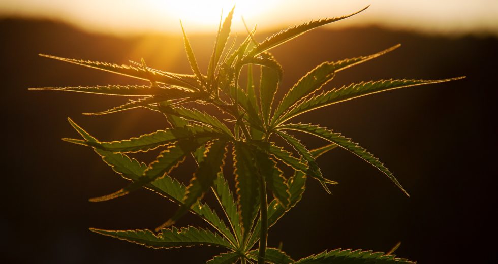 Marijuana And Covid: The Dangerous Connection
