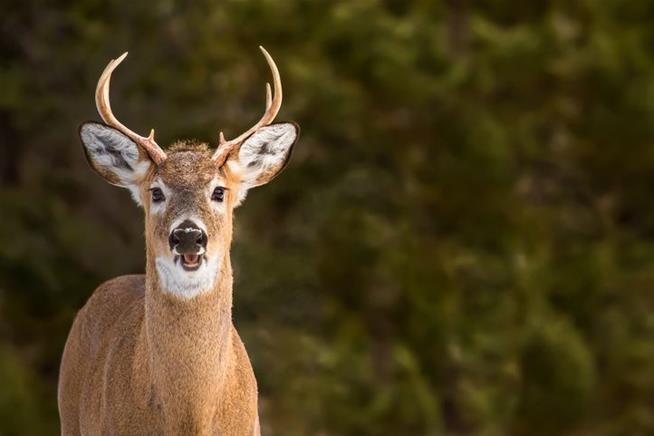 80% Of Iowa Deer Test Positive For COVID-19 – Is This Reason For Concern?