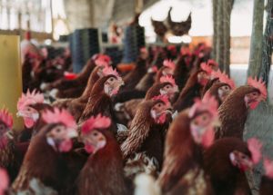 European and Asian Countries are on Alert Because of Bird Flu Spread