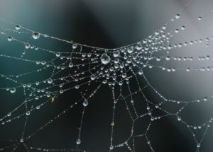 American State is Invaded By Millions of Big Spiders