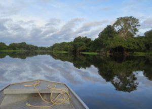 Scientist Release Alarming Warning Regarding the Amazon Rainforest: It’s About to Become a Dry Savannah